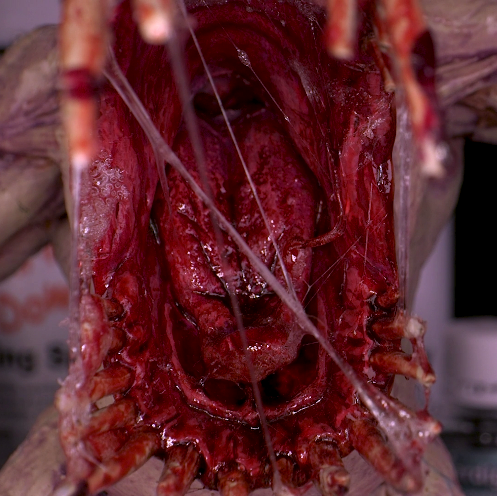 Dirty Down | Basing and Model Effects | Snot