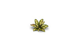 Gamers Grass - Laser Plants - Dumb Cane