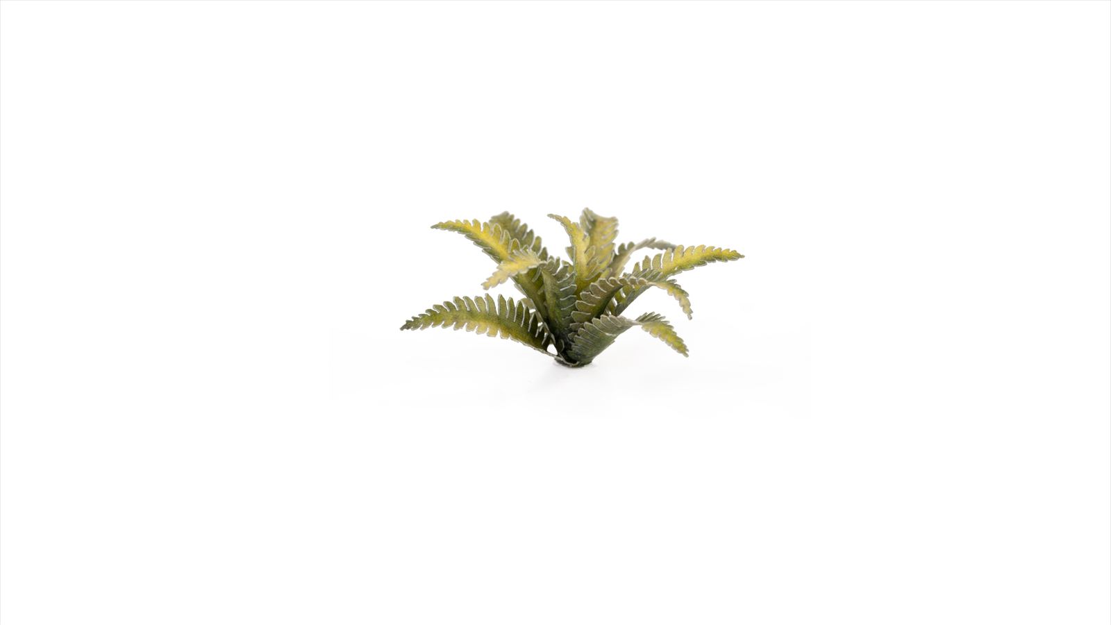 Gamers Grass - Laser Plants - Deer Fern