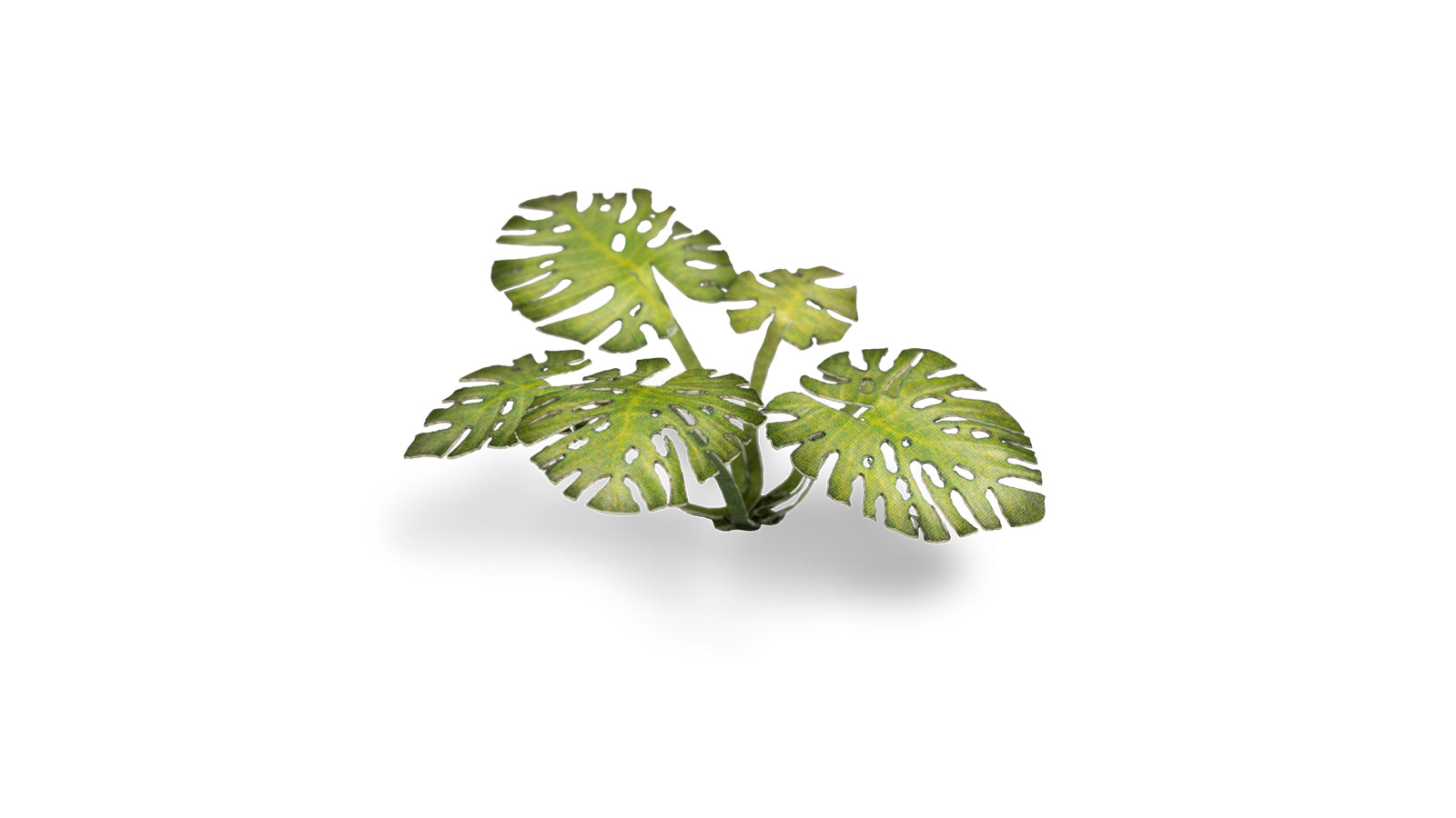 Gamers Grass - Laser Plants - Monstera