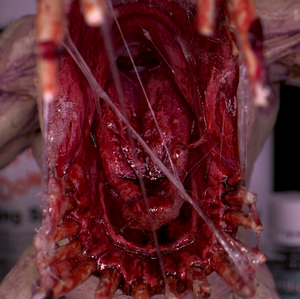 Dirty Down | Basing and Model Effects | Snot