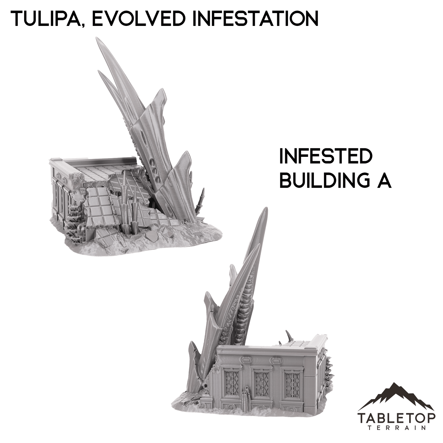 Tulipa, Evolved Infestation