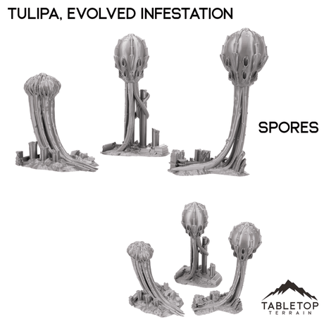 Tulipa, Evolved Infestation